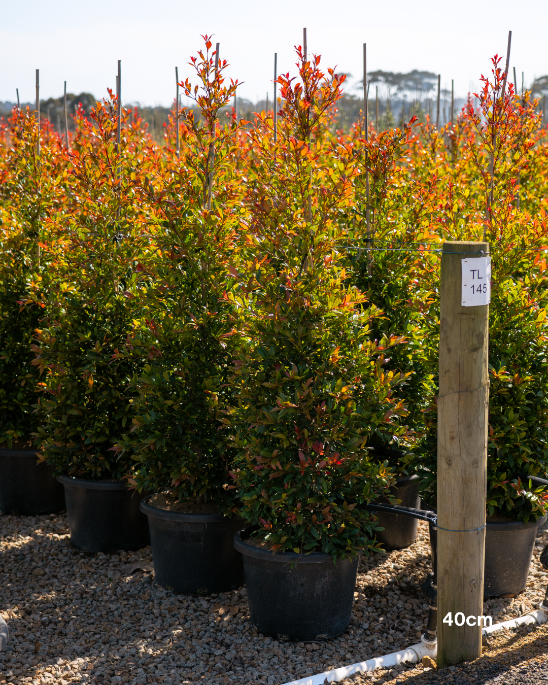 Syzygium australe ‘Plum Magic’ – Plum Magic Lilly Pilly