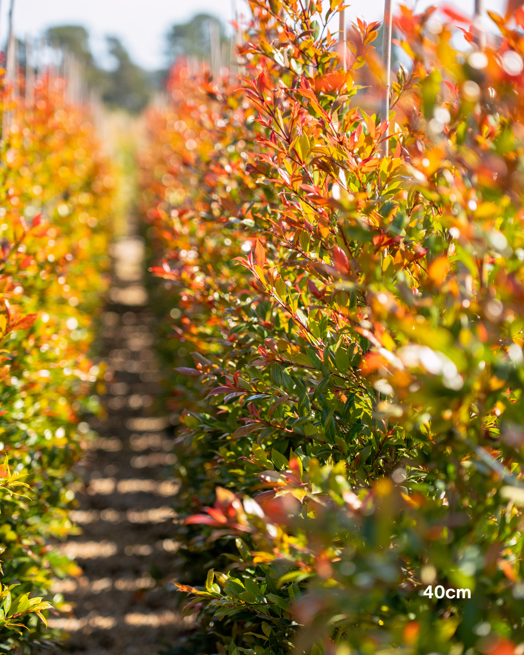 Syzygium australe ‘Plum Magic’ – Plum Magic Lilly Pilly