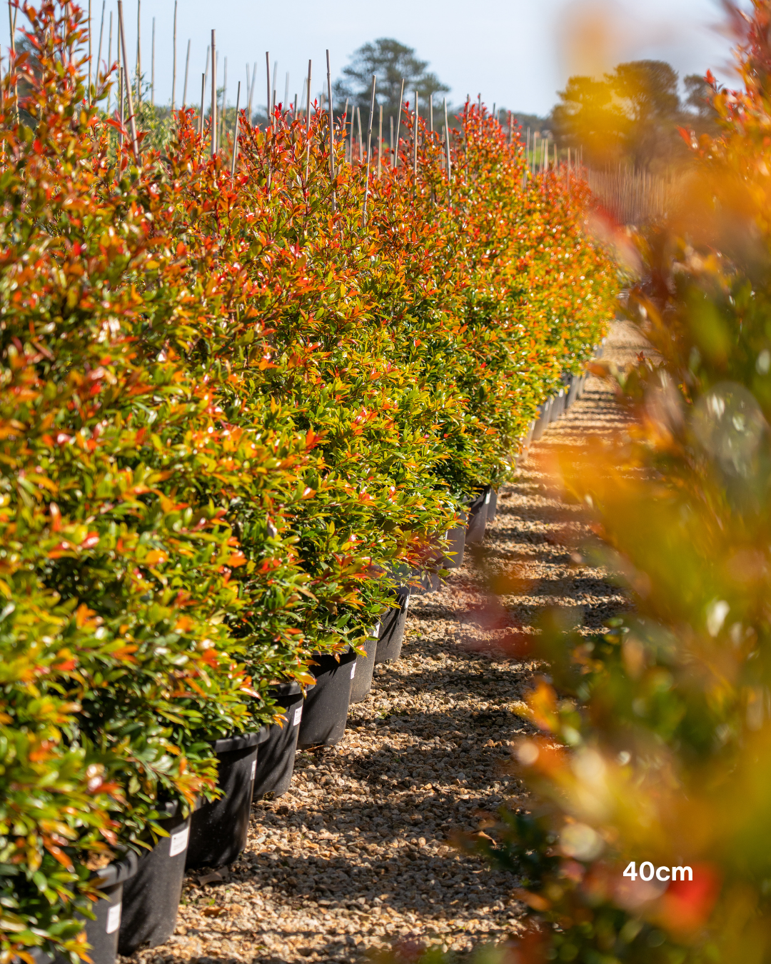 Syzygium australe ‘Plum Magic’ – Plum Magic Lilly Pilly
