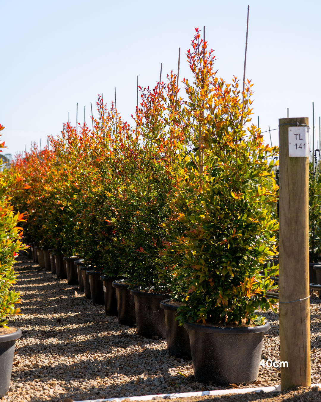 Syzygium australe ‘Plum Magic’ – Plum Magic Lilly Pilly