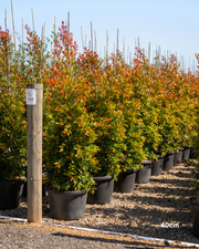 Syzygium australe ‘Plum Magic’ – Plum Magic Lilly Pilly
