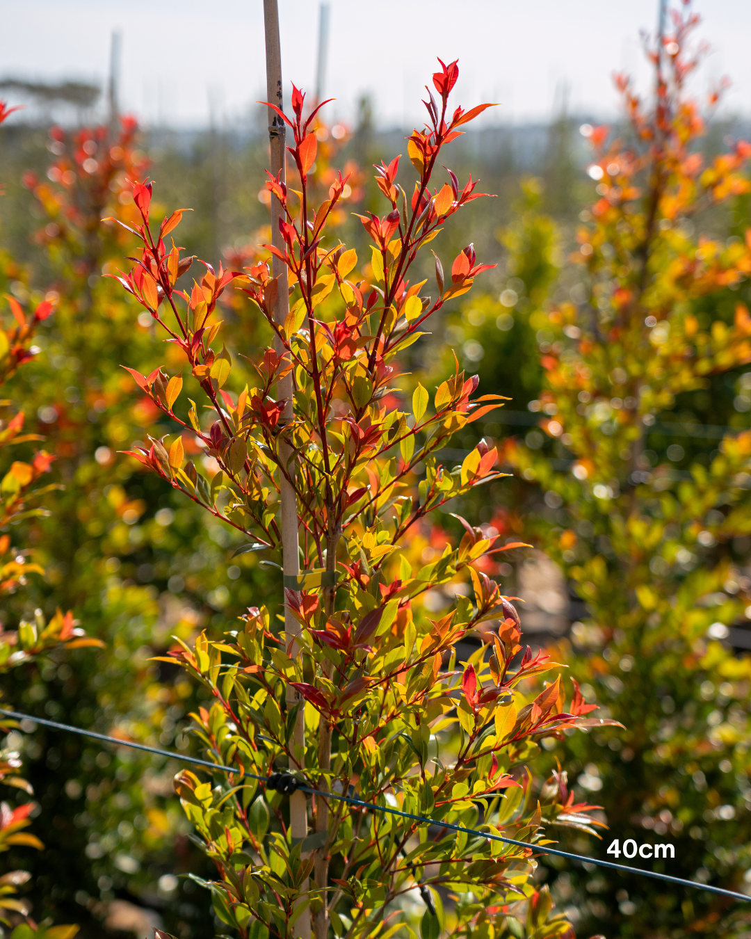 Syzygium australe ‘Plum Magic’ – Plum Magic Lilly Pilly