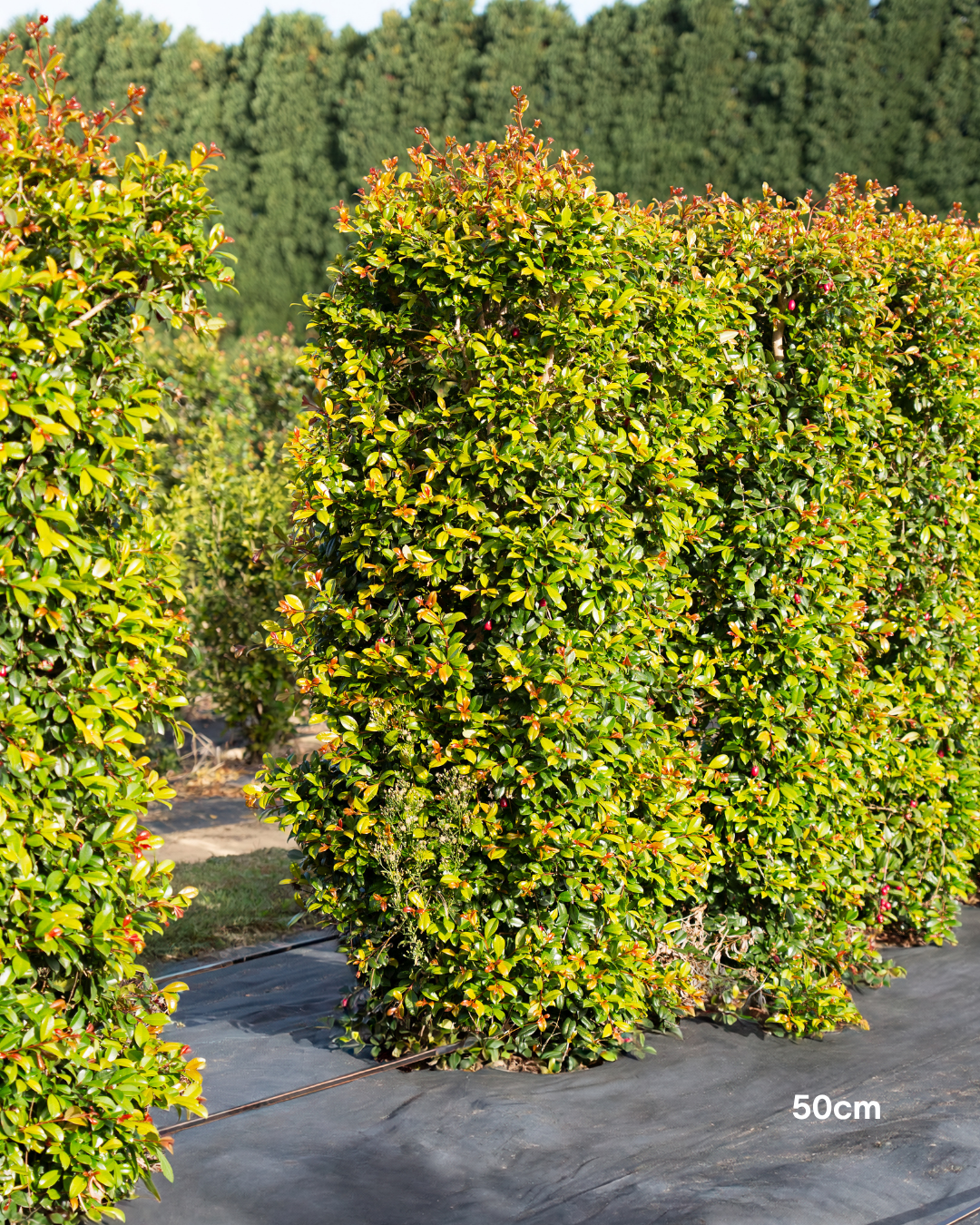 Syzygium australe 'Resilience' Lilly Pilly