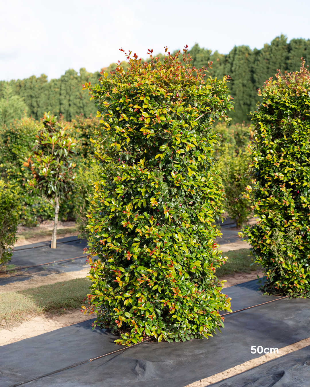 Syzygium australe 'Resilience'