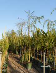 Salix babylonica - Weeping Willow - Evergreen Trees Direct