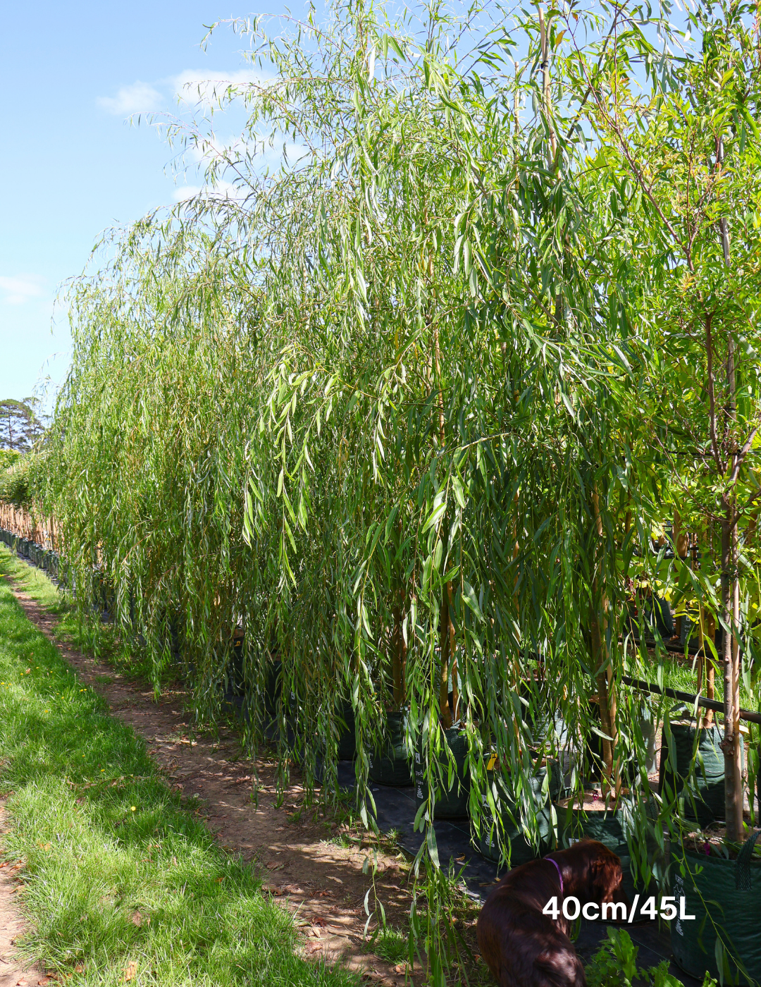 Salix babylonica - Evergreen Trees Direct