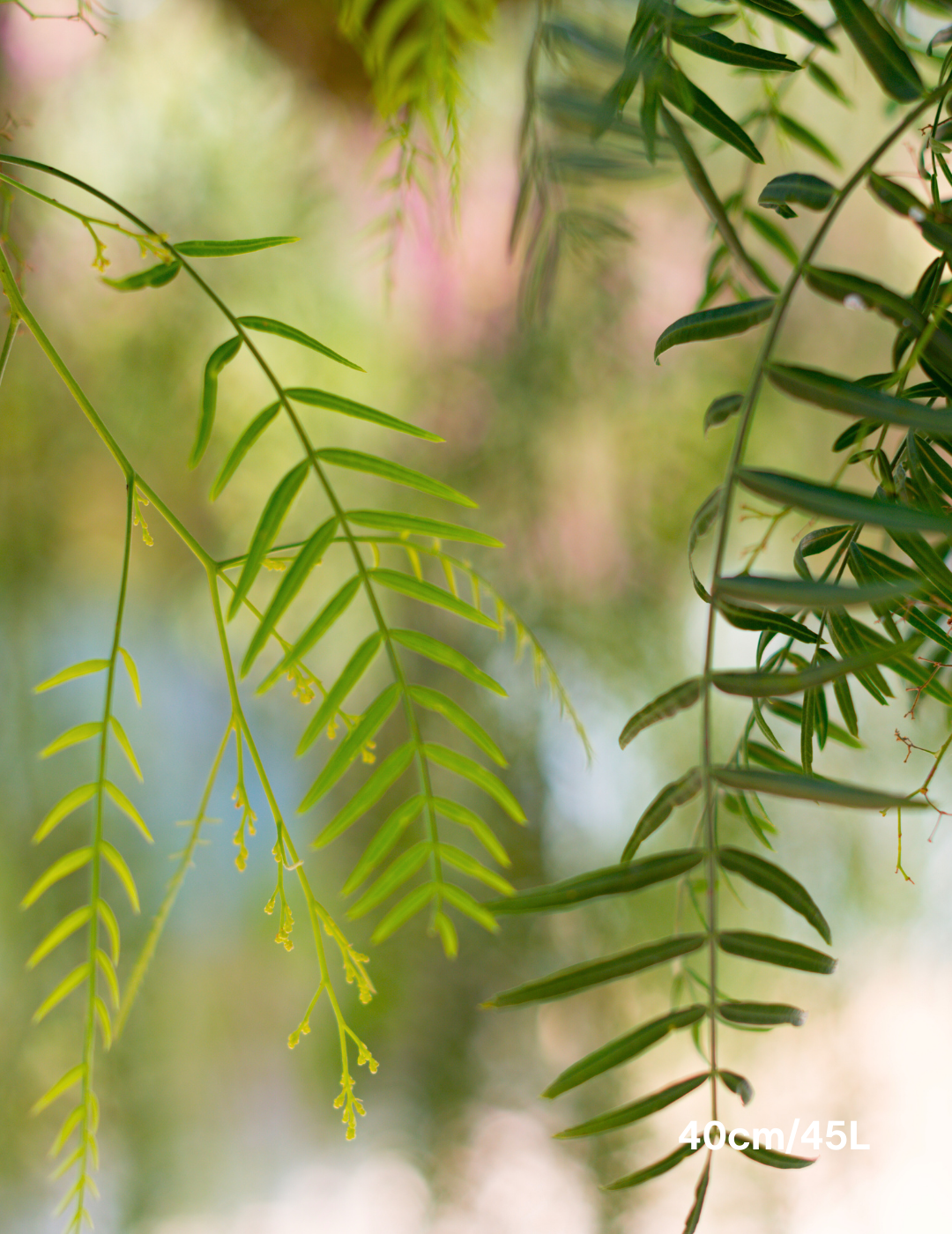 Salix babylonica - Evergreen Trees Direct