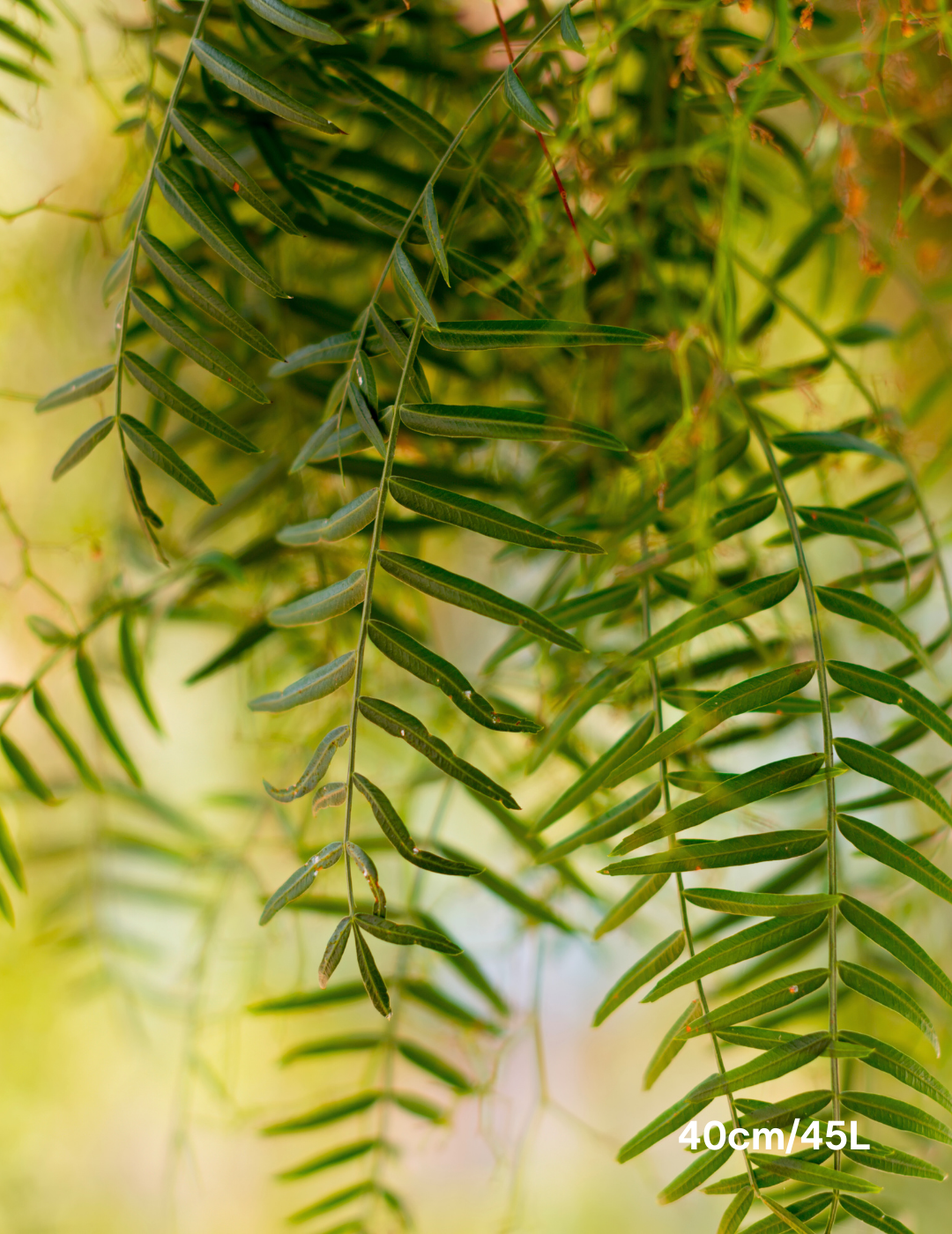 Salix babylonica - Evergreen Trees Direct