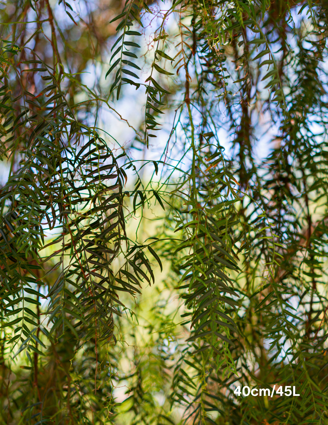 Salix babylonica - Evergreen Trees Direct