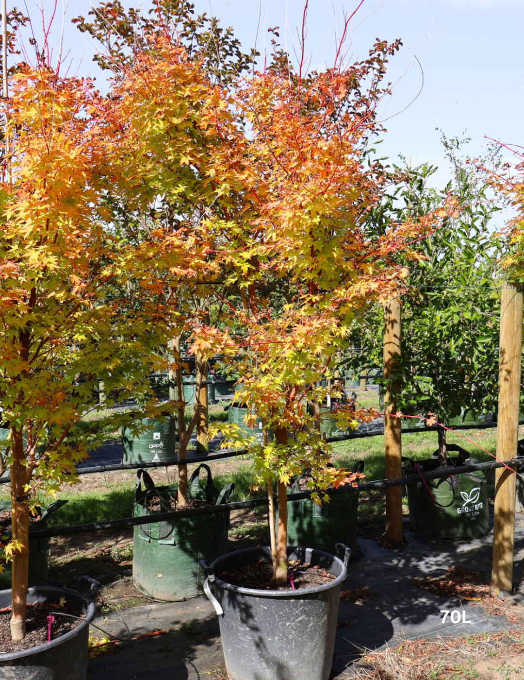 Acer palmatum Sango Kaku 'Senkaki' - Japanese Maple - Evergreen Trees Direct