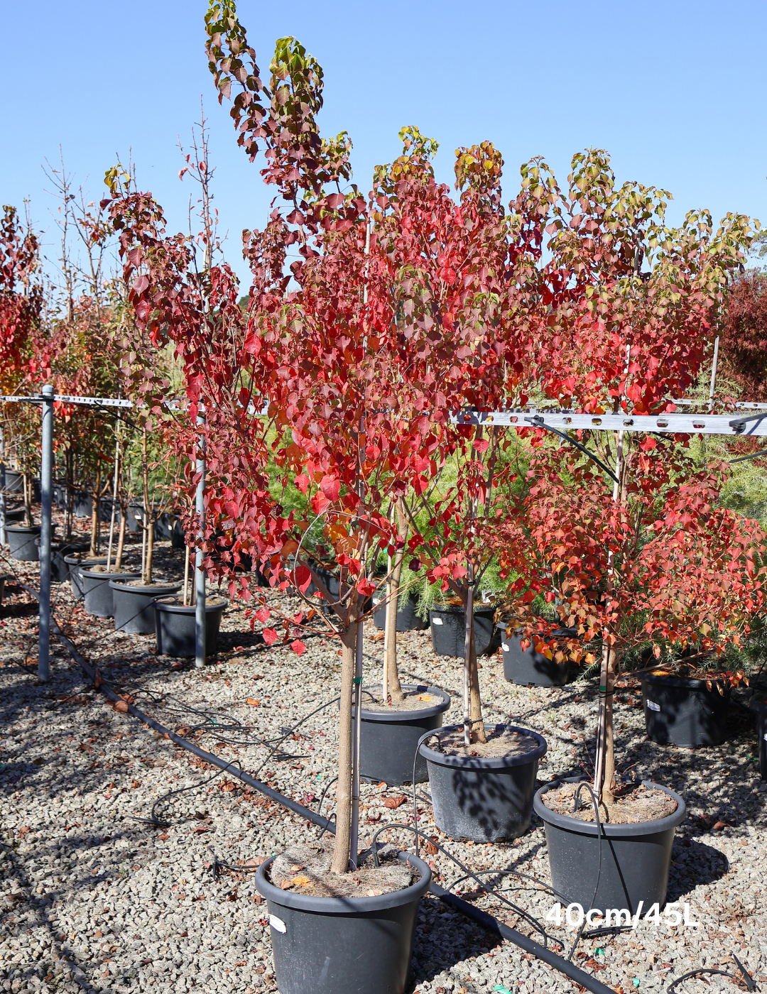Sapium Sebiferum (syn. Triadica Sebifera) - Evergreen Trees Direct