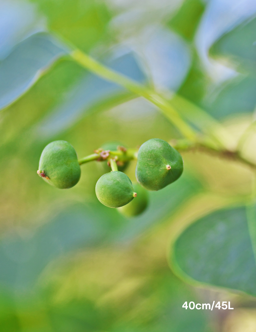 Sapium Sebiferum (syn. Triadica Sebifera) - Evergreen Trees Direct