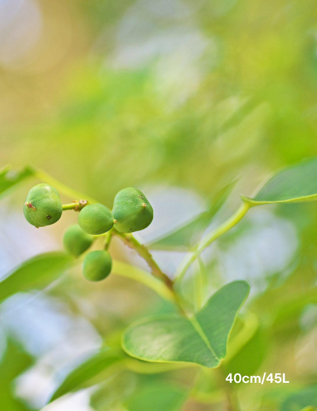 Sapium Sebiferum (syn. Triadica Sebifera) - Evergreen Trees Direct