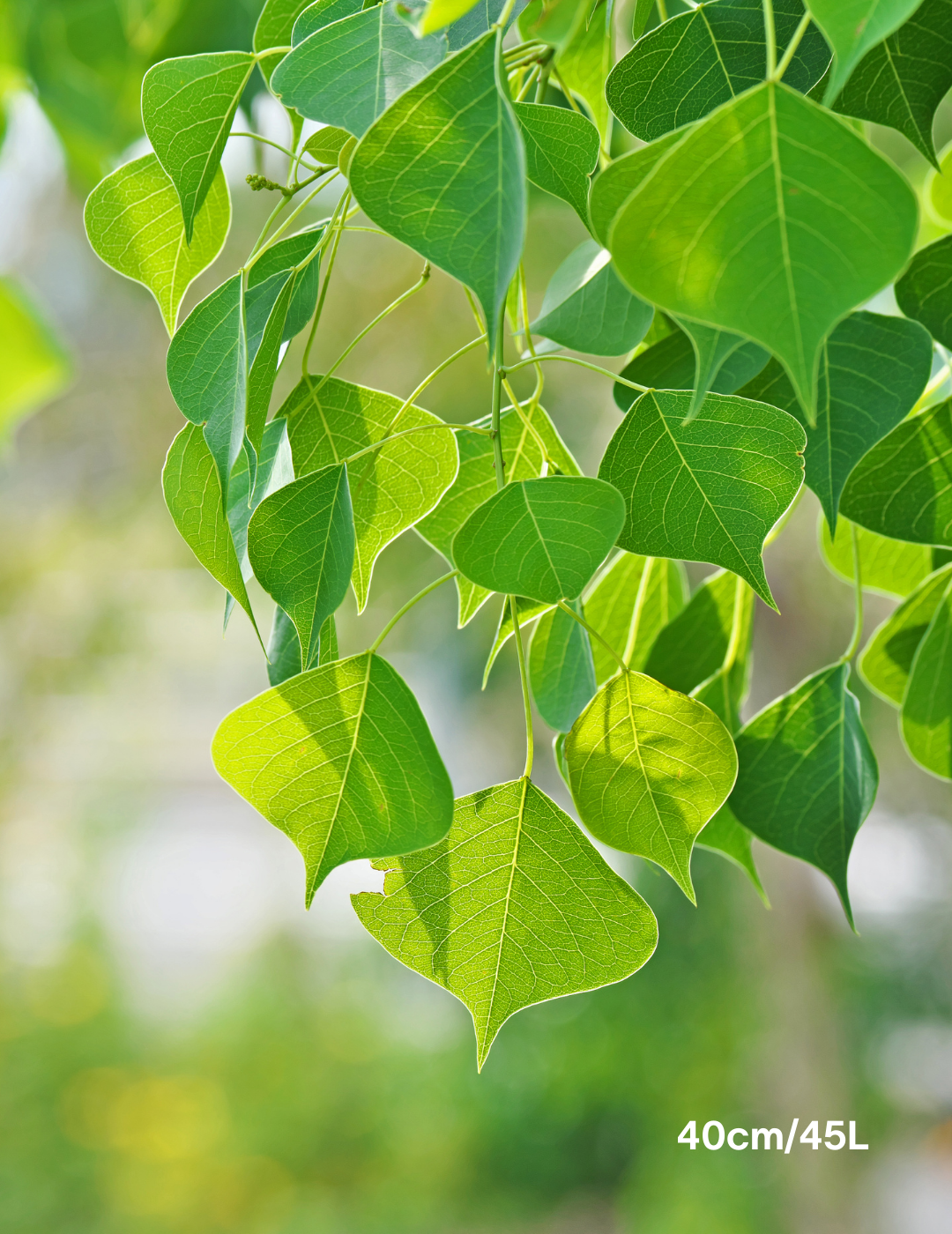 Sapium Sebiferum (syn. Triadica Sebifera) - Evergreen Trees Direct