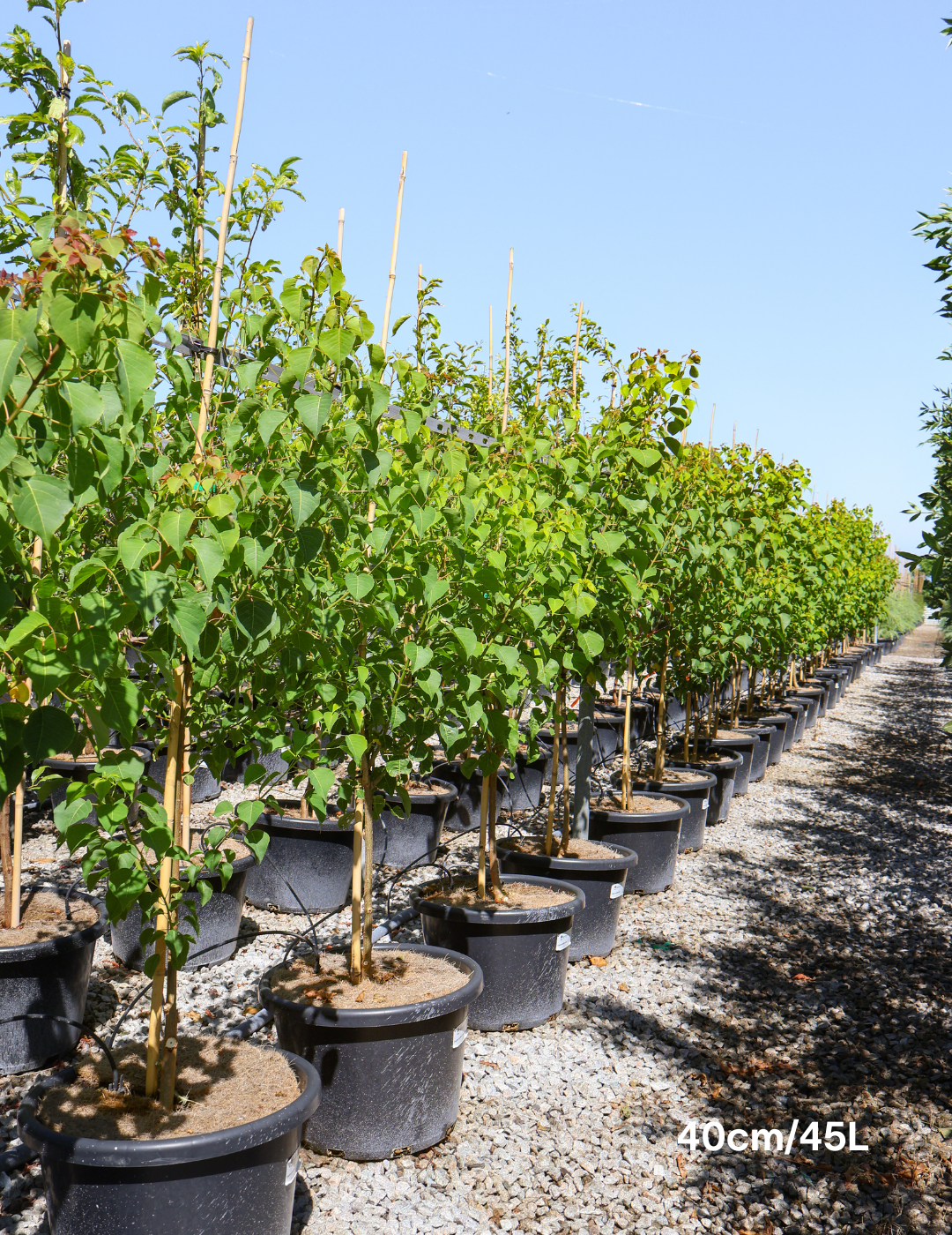 Sapium Sebiferum (syn. Triadica Sebifera) - Evergreen Trees Direct