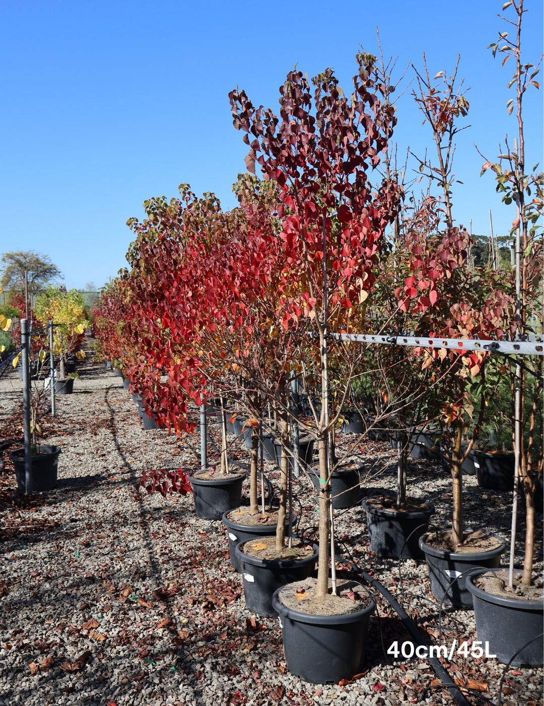 Sapium Sebiferum (syn. Triadica Sebifera) - Evergreen Trees Direct