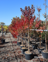 Chinese Tallow Tree | Sapium sebiferum for Autumn Colour