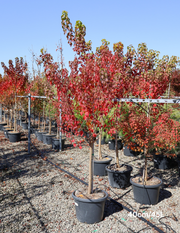 Sapium Sebiferum (syn. Triadica Sebifera) - Evergreen Trees Direct