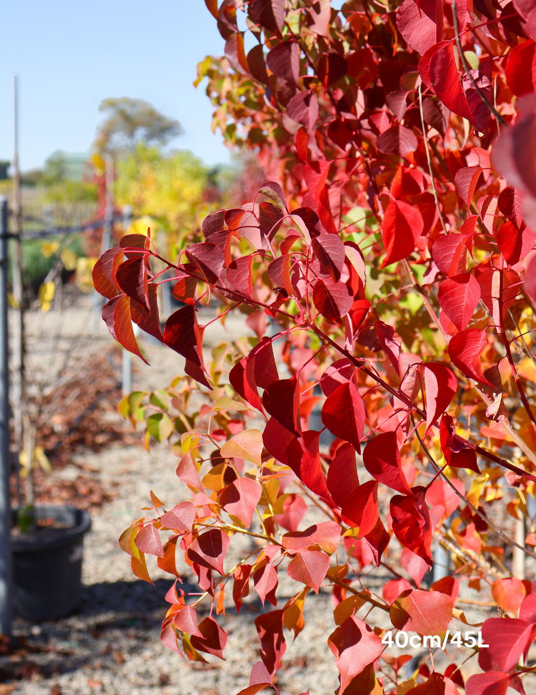 Sapium Sebiferum (syn. Triadica Sebifera) - Evergreen Trees Direct