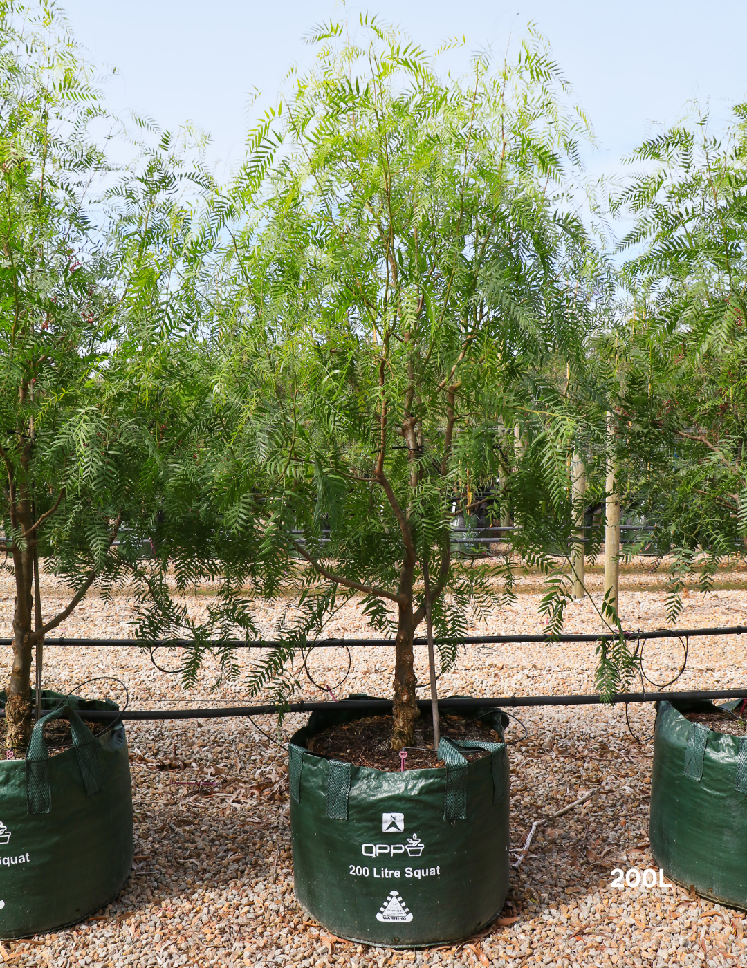 Schinus molle - Peppercorn Tree - Evergreen Trees Direct