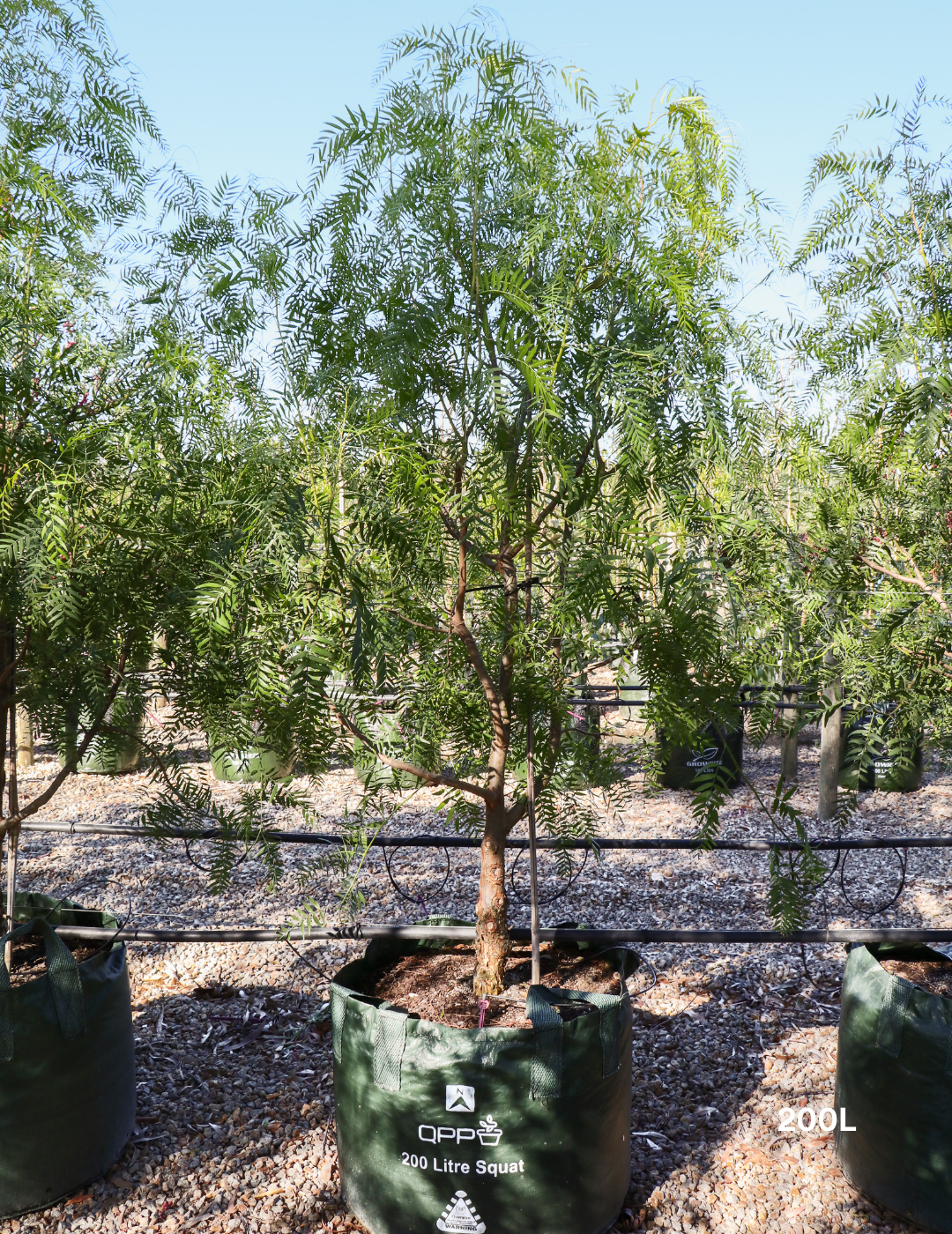 Schinus molle - Peppercorn Tree - Evergreen Trees Direct