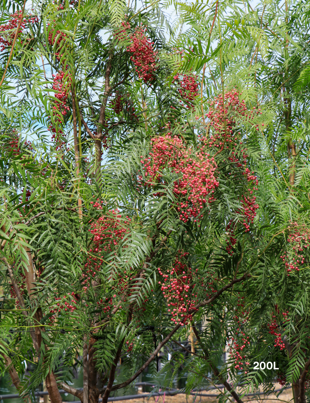 Schinus molle - Peppercorn Tree