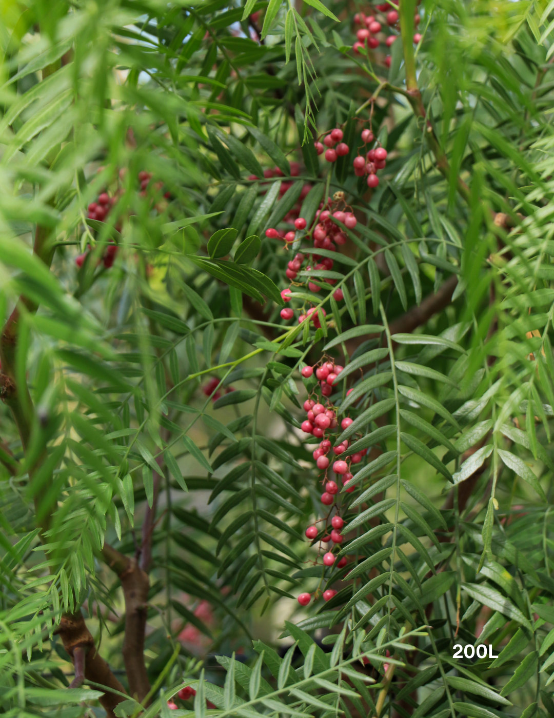 Schinus molle - Peppercorn Tree - Evergreen Trees Direct