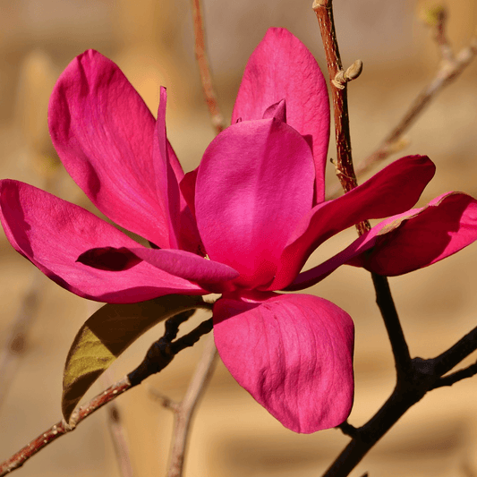 Magnolia x soulangeana 'Vulcan'