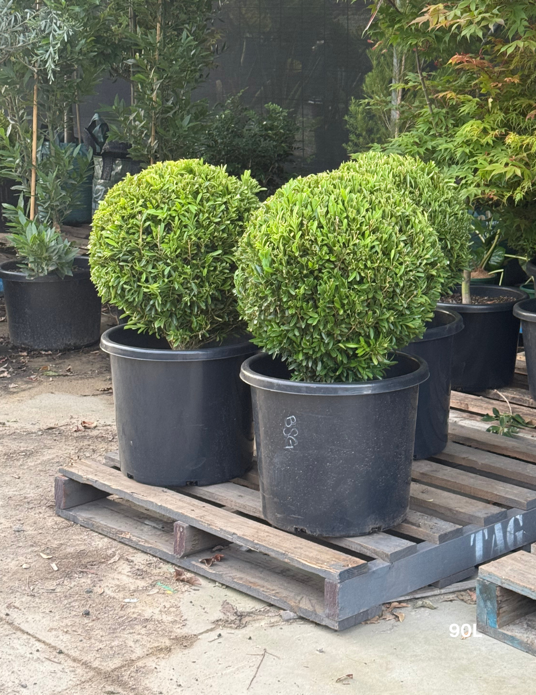 Buxus bodinieri Shaggy Box Topiary Balls - Evergreen Trees Direct