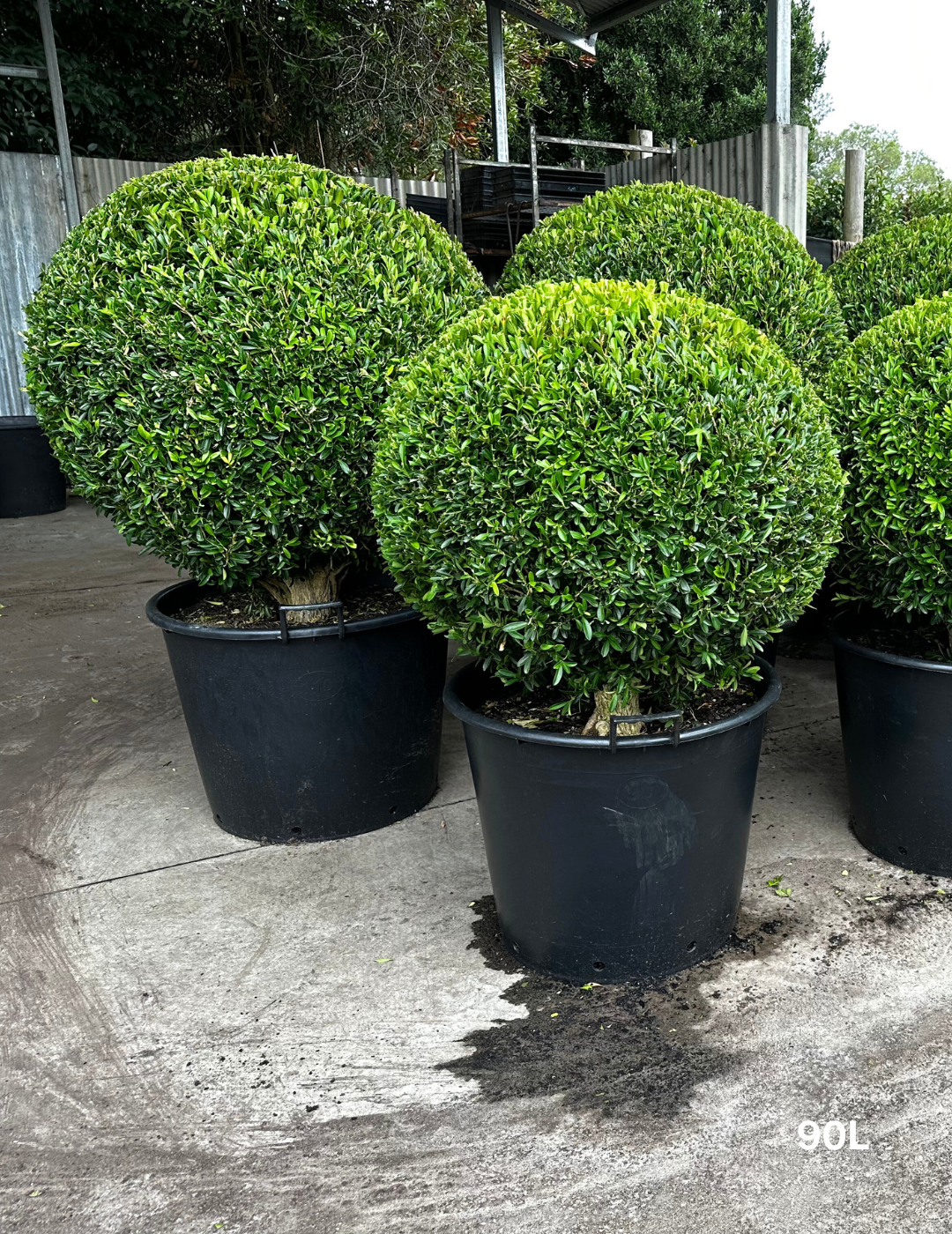 Buxus bodinieri Shaggy Box Topiary Balls - Evergreen Trees Direct