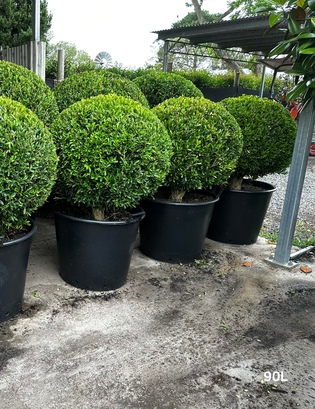 Buxus bodinieri Shaggy Box Topiary Balls - Evergreen Trees Direct