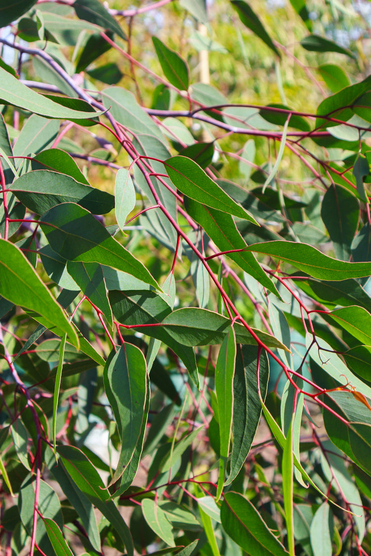 Eucalyptus caesia 'Silver Princess'