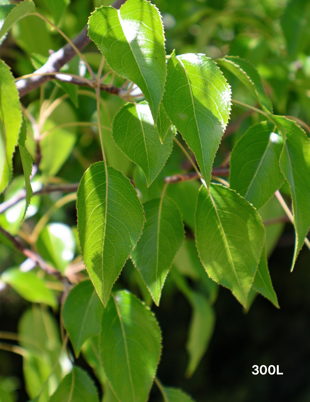 Pyrus betulaefolia 'Southworth Dancer' - Evergreen Trees Direct