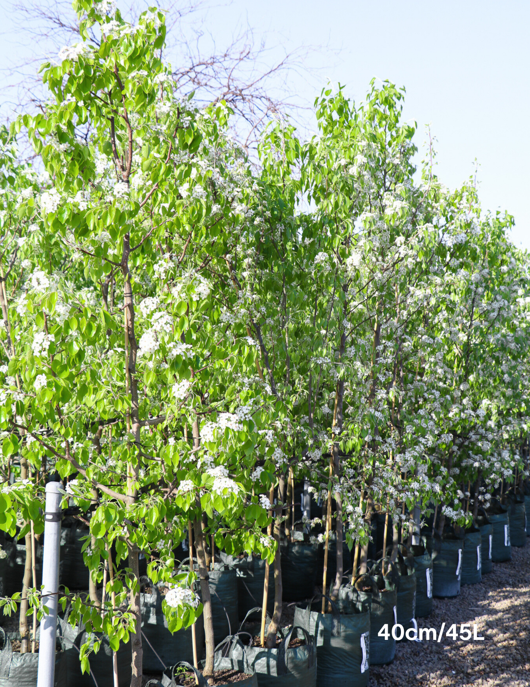 Pyrus betulaefolia 'Southworth Dancer' - Evergreen Trees Direct