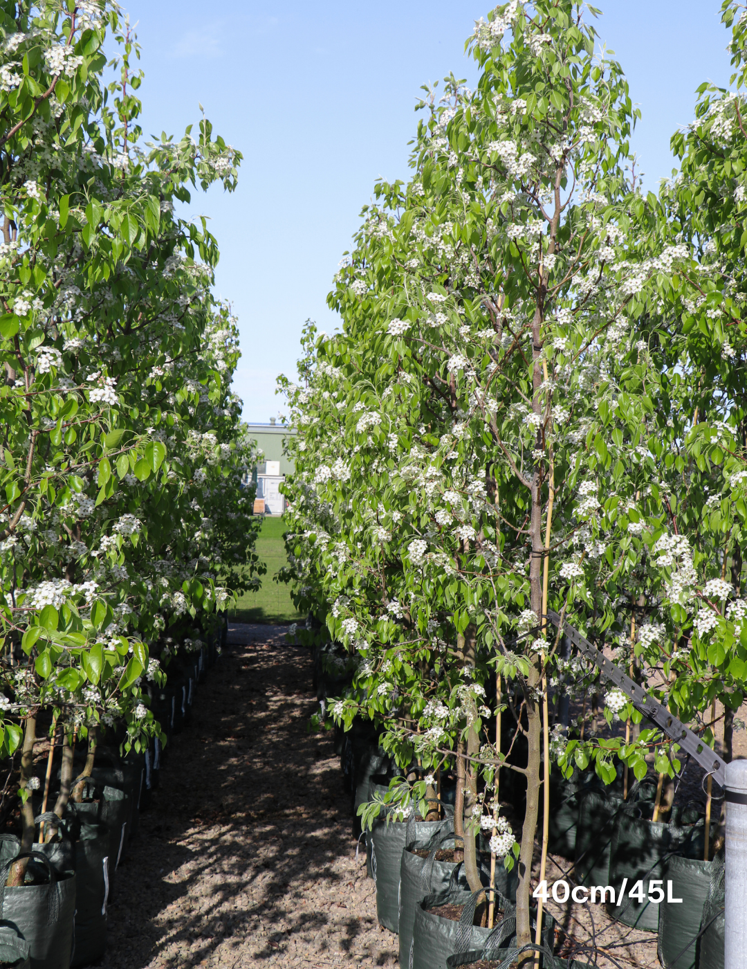Pyrus betulaefolia 'Southworth Dancer' - Evergreen Trees Direct