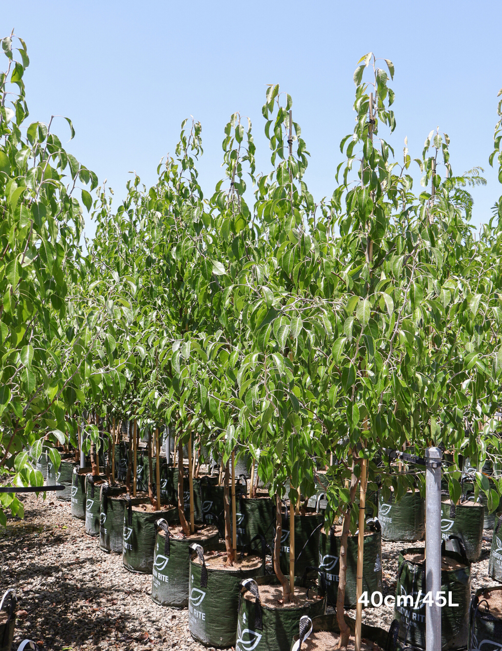 Pyrus betulaefolia 'Southworth Dancer'