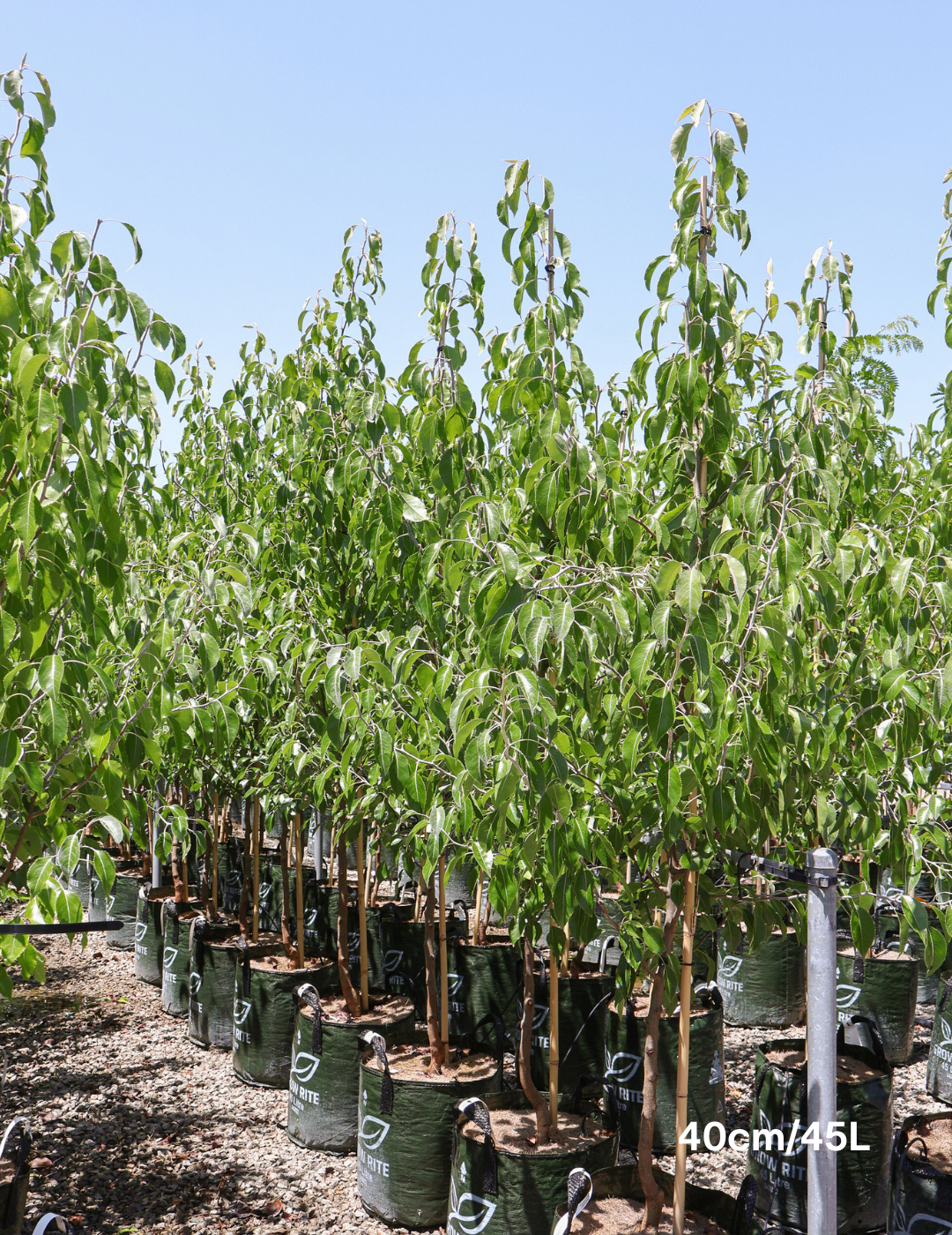 Pyrus betulaefolia 'Southworth Dancer' - Evergreen Trees Direct