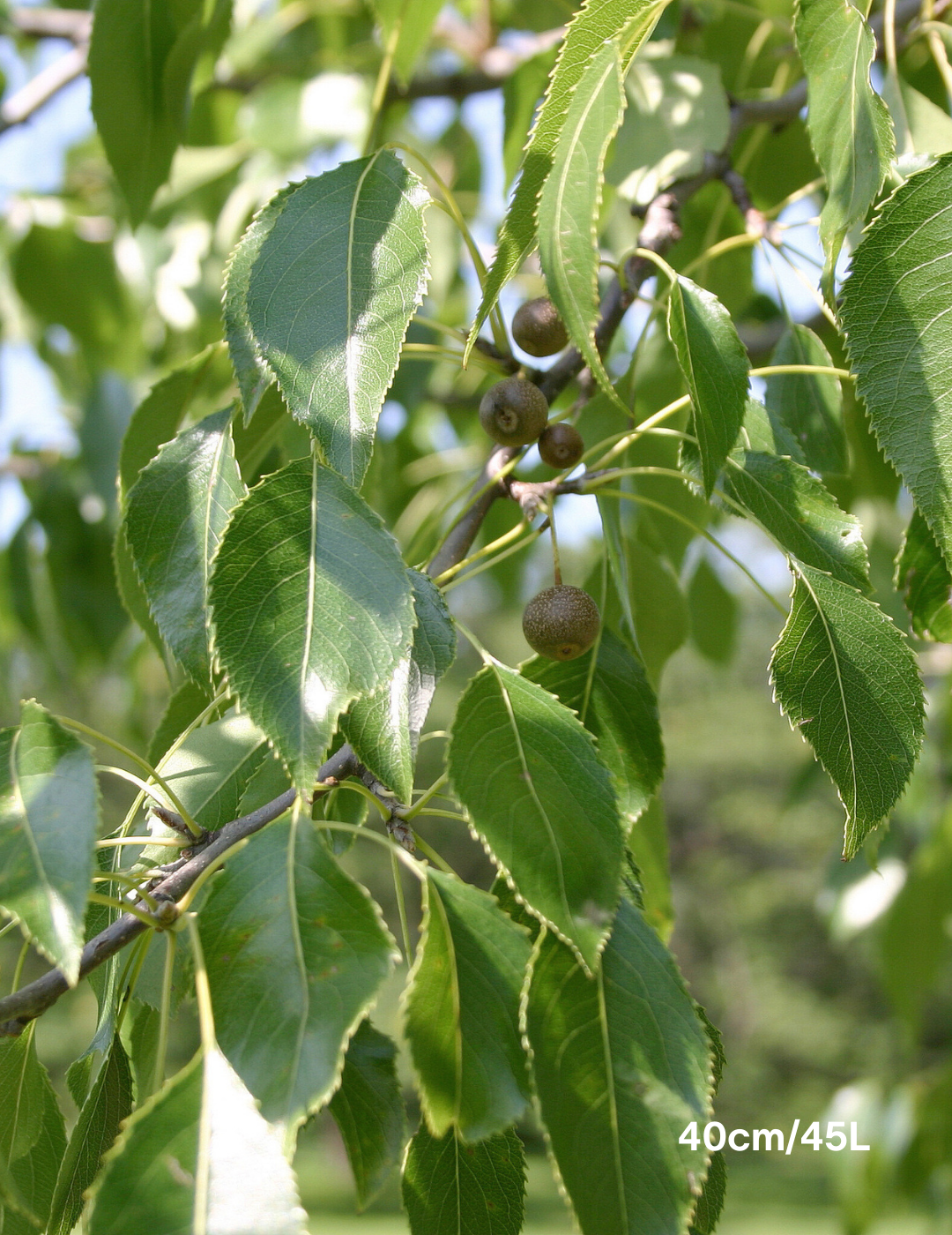 Pyrus betulaefolia 'Southworth Dancer' - Evergreen Trees Direct