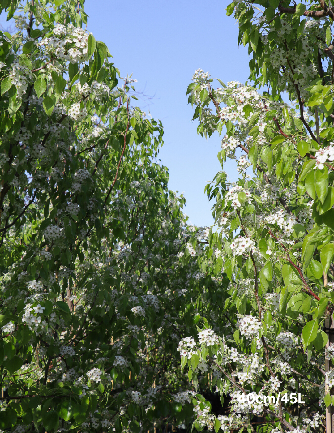 Pyrus betulaefolia 'Southworth Dancer' - Evergreen Trees Direct
