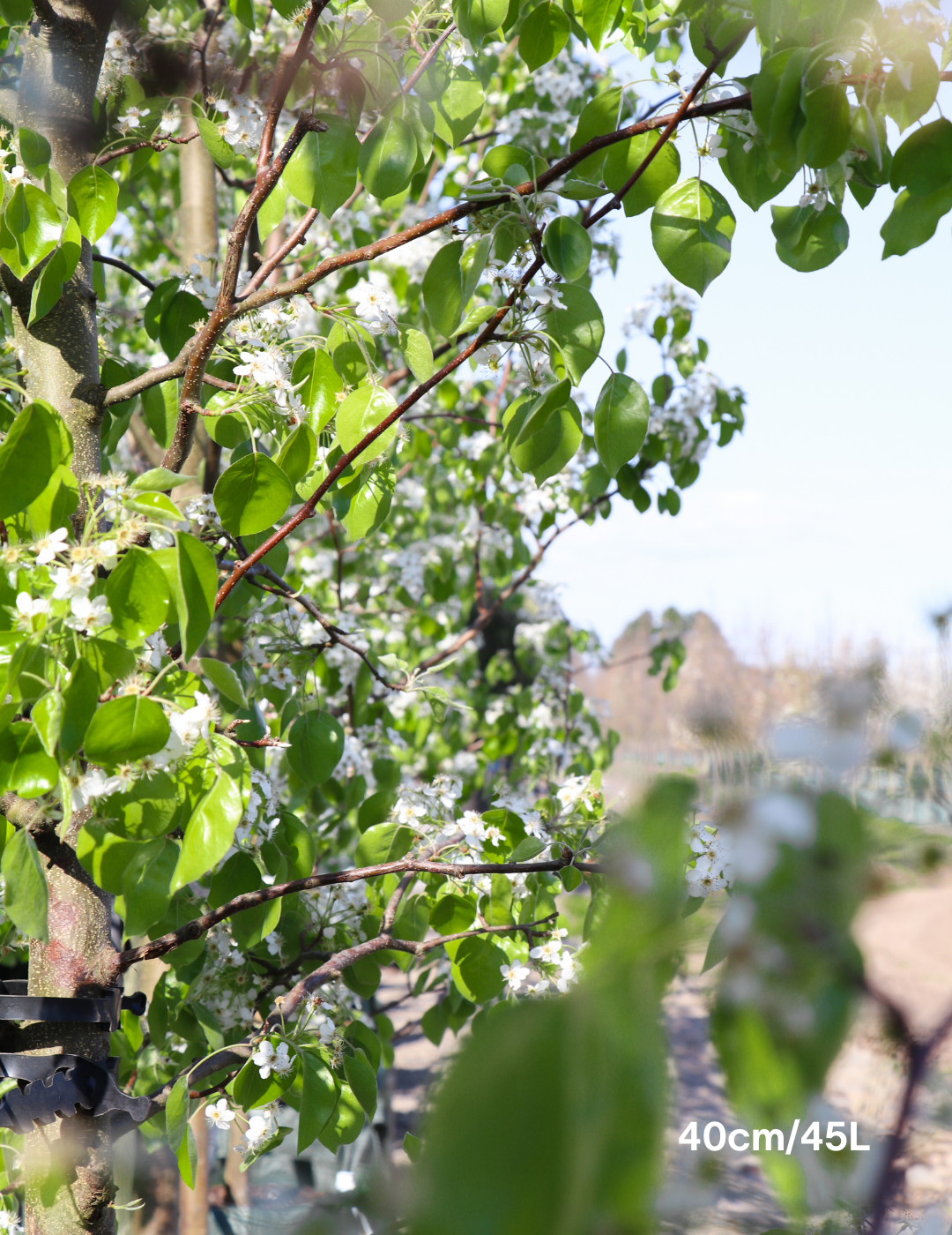 Pyrus betulaefolia 'Southworth Dancer' - Evergreen Trees Direct