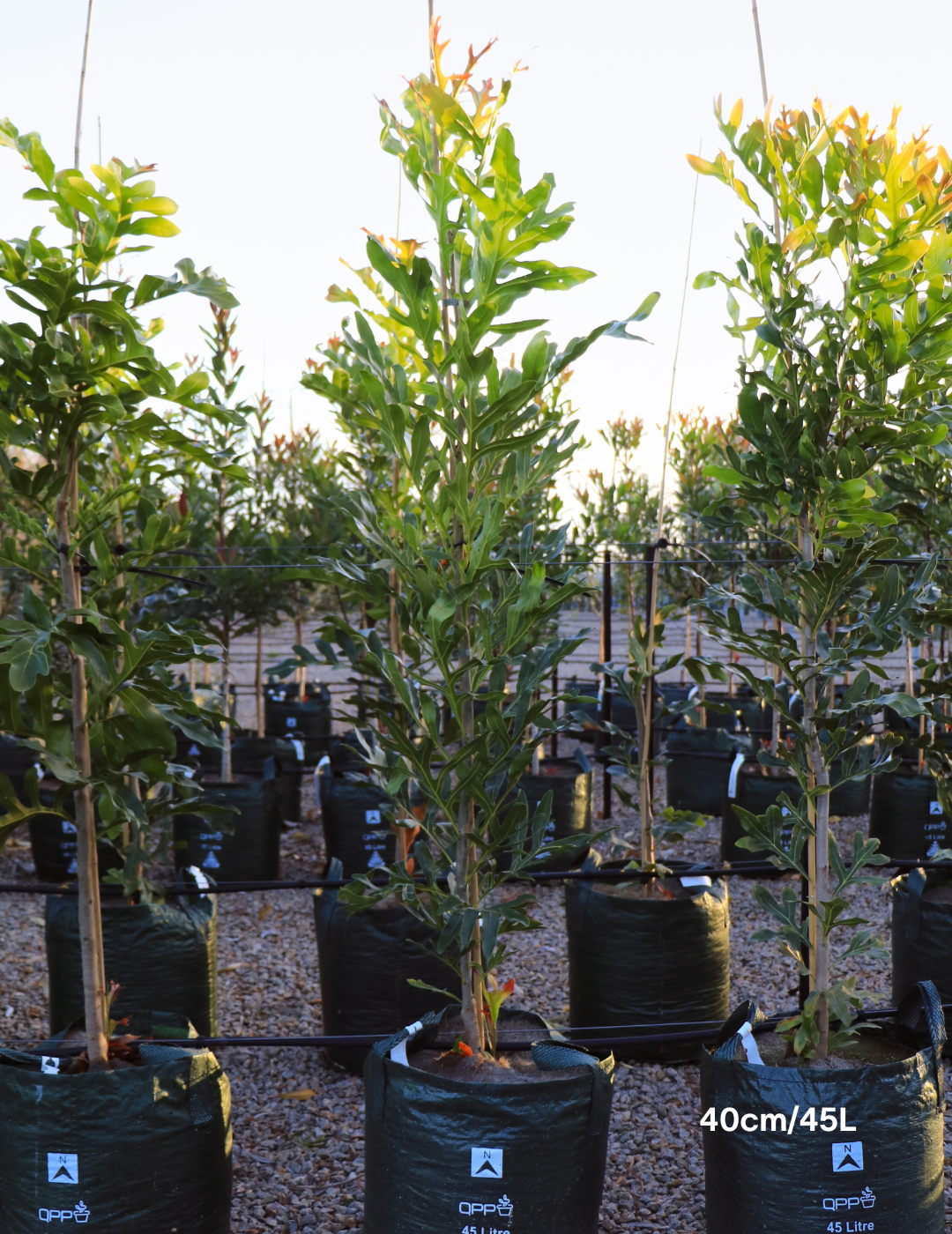 Stenocarpus sinuatus – Firewheel Tree - Evergreen Trees Direct