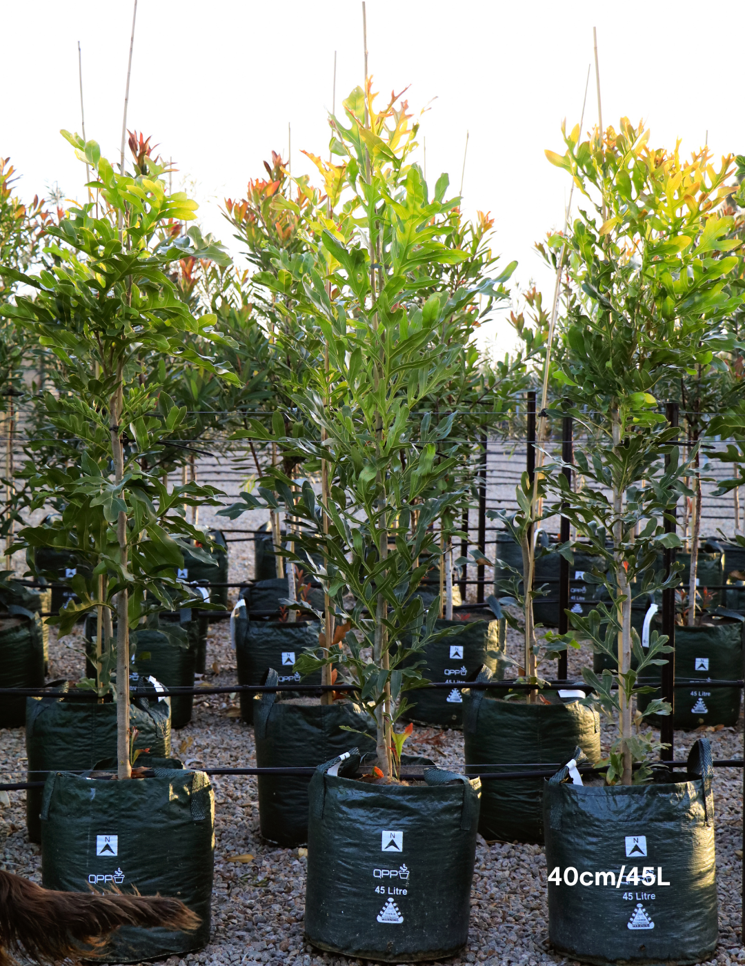 Stenocarpus sinuatus – Firewheel Tree