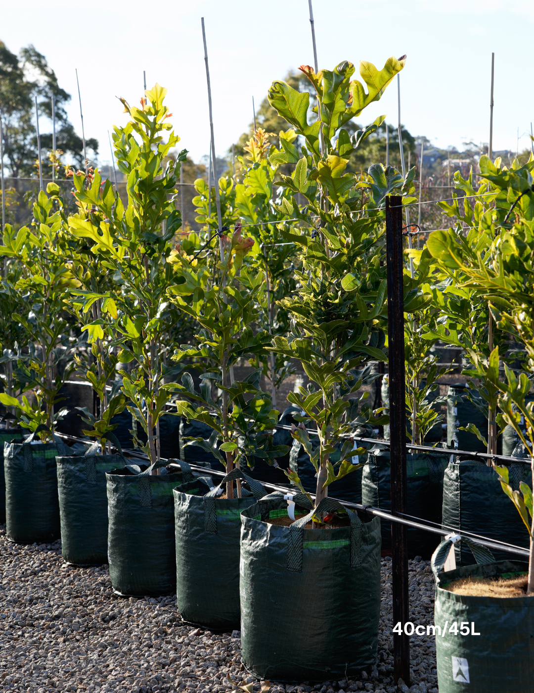 Stenocarpus sinuatus – Firewheel Tree - Evergreen Trees Direct