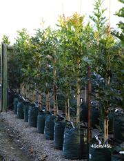 Stenocarpus sinuatus – Firewheel Tree - Evergreen Trees Direct