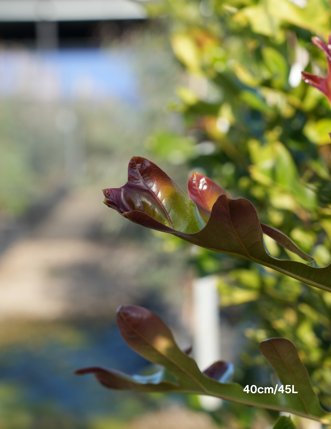 Stenocarpus sinuatus – Firewheel Tree