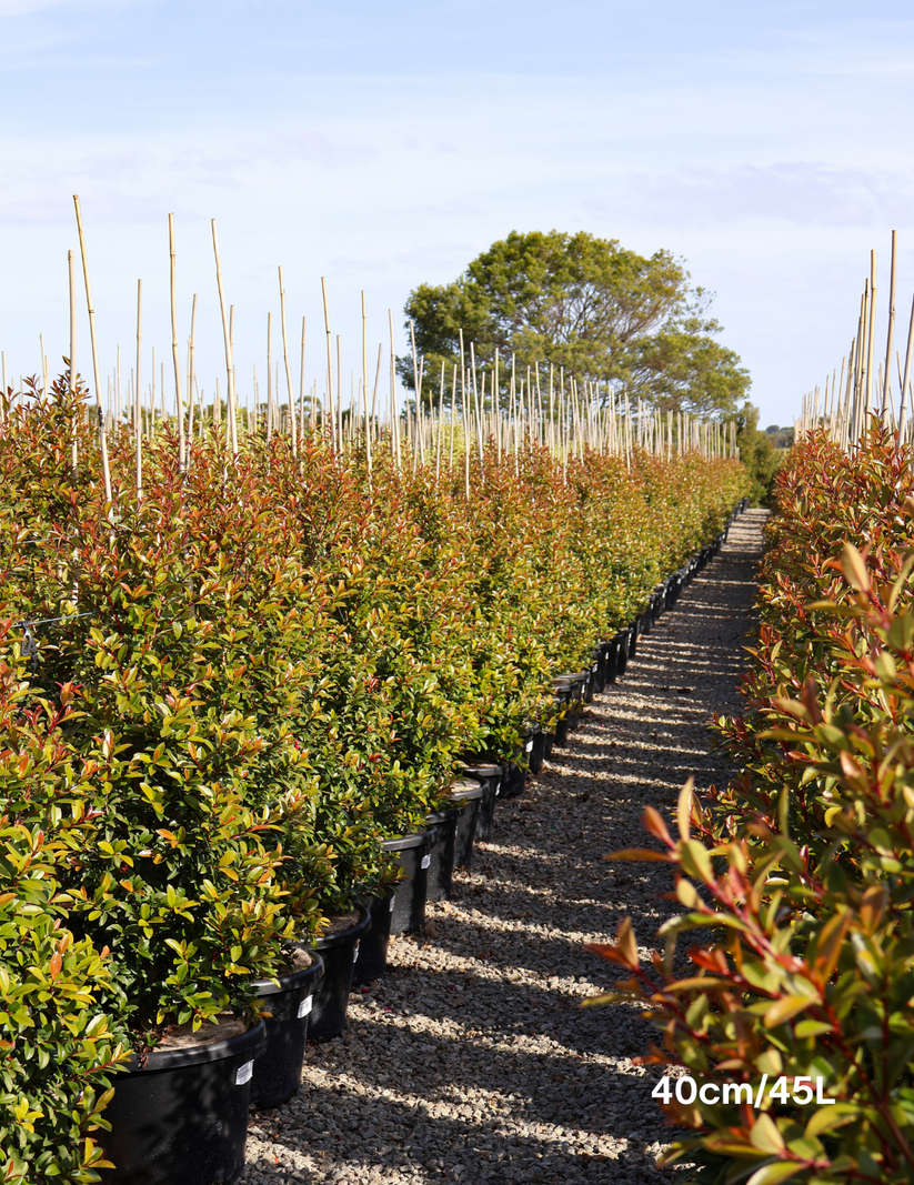 Parus Pilly Lilly Pilly Varieties For Sale – MEJIVZ