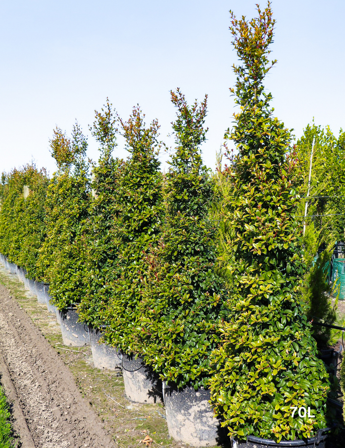 Syzygium australe 