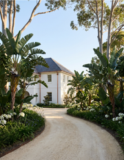 Strelitzia nicolai – Giant White Bird of Paradise