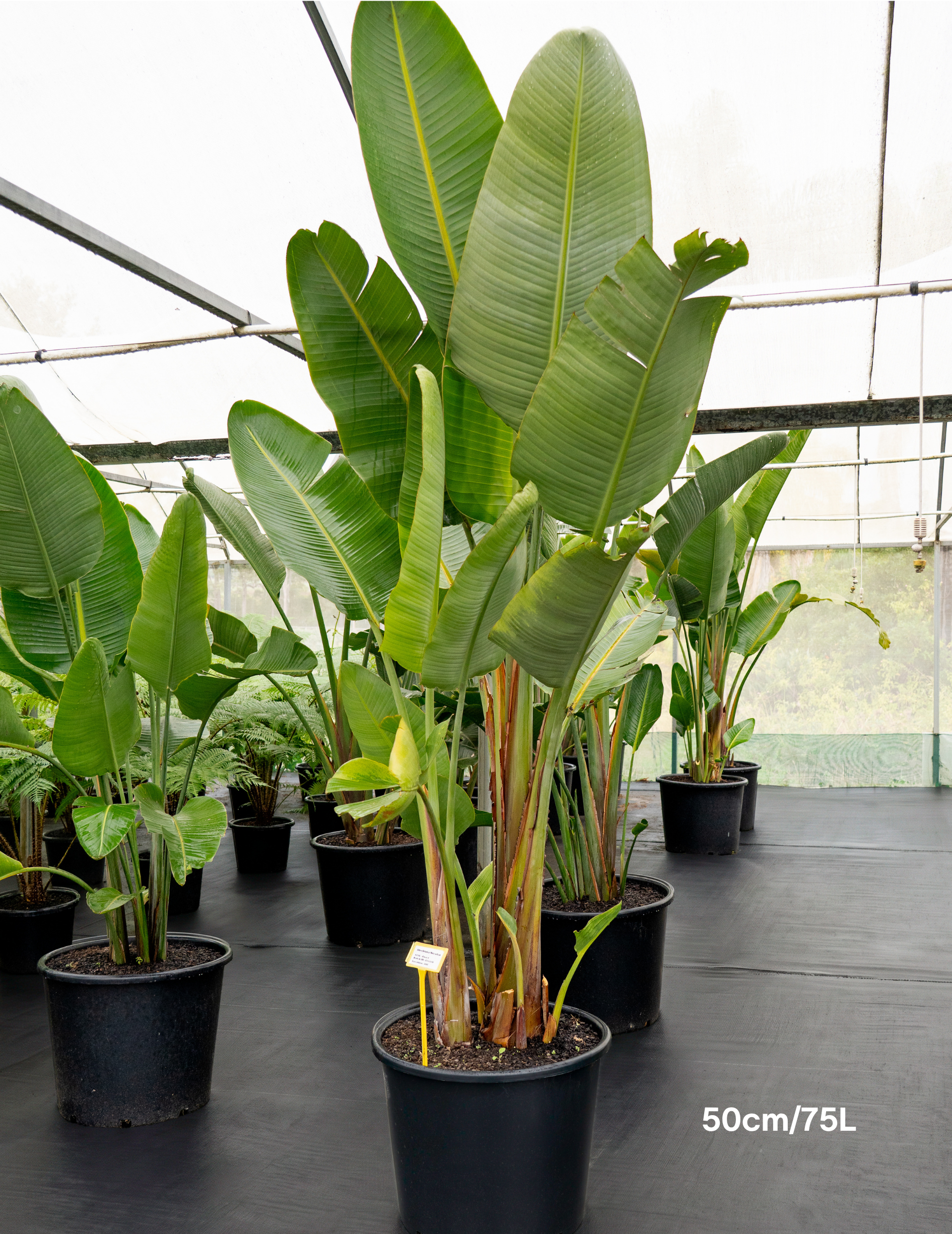 Strelitzia nicolai – Giant White Bird of Paradise
