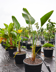 Strelitzia nicolai – Giant White Bird of Paradise